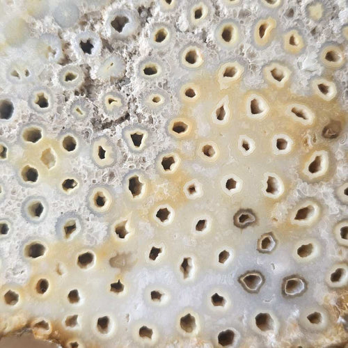 Agatised Coral Specimen | Coral Ledger
