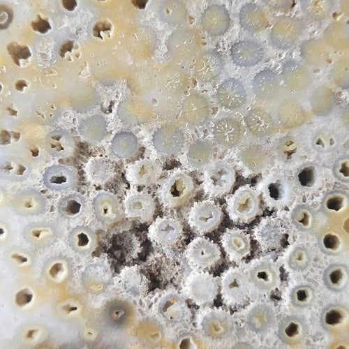 Agatised Coral Specimen | Coral Ledger