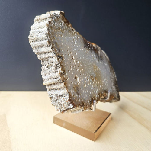 Agatised Coral Specimen | Coral Ledger