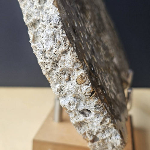 Agatised Coral Specimen | Coral Ledger
