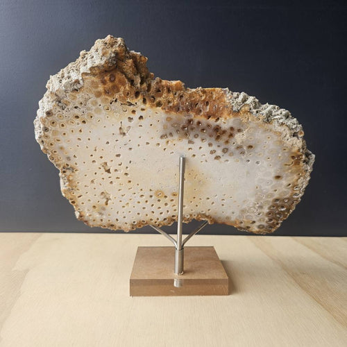 Agatised Coral Specimen | Coral Ledger
