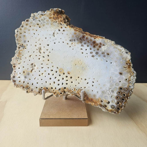 Agatised Coral Specimen | Coral Ledger