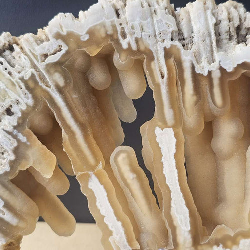 Agatised Coral Specimen | Ocean Script
