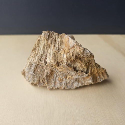 Agatised Coral Specimen | Tampa Drift 252gm
