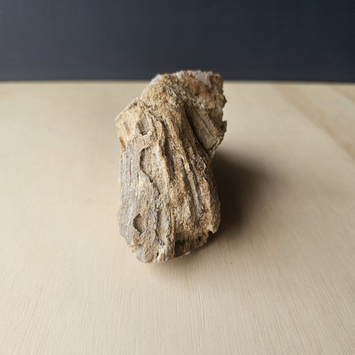 Agatised Coral Specimen | Tampa Drift 252gm
