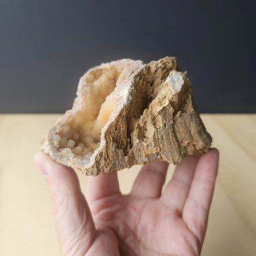 Agatised Coral Specimen | Tampa Drift 252gm