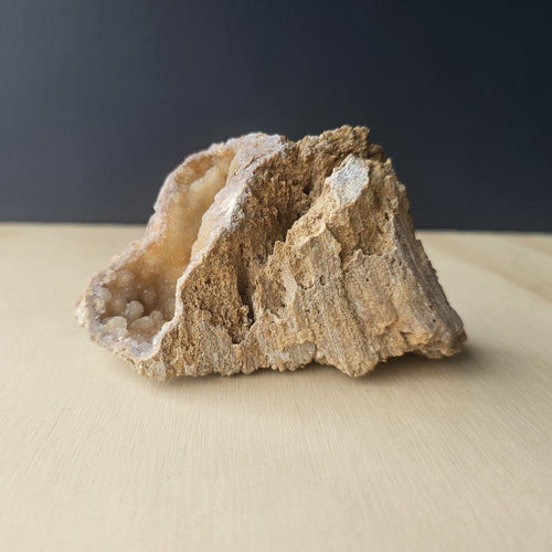 Agatised Coral Specimen | Tampa Drift 252gm