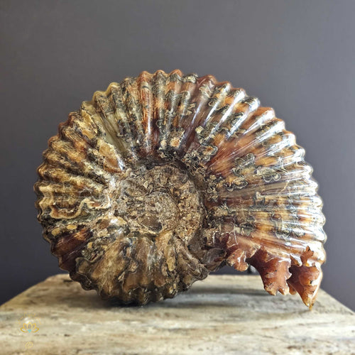 Amber Ammonite | Fossil 7.1kgs