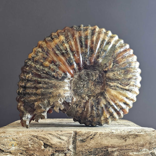 Amber Ammonite | Fossil 7.1kgs
