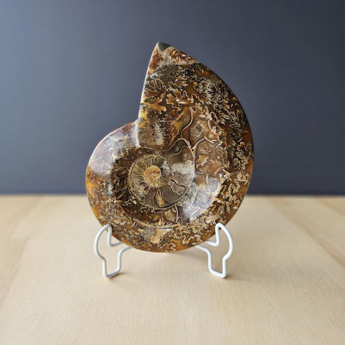 Ammonite Cleoniceras Fossil | Purple Haze
