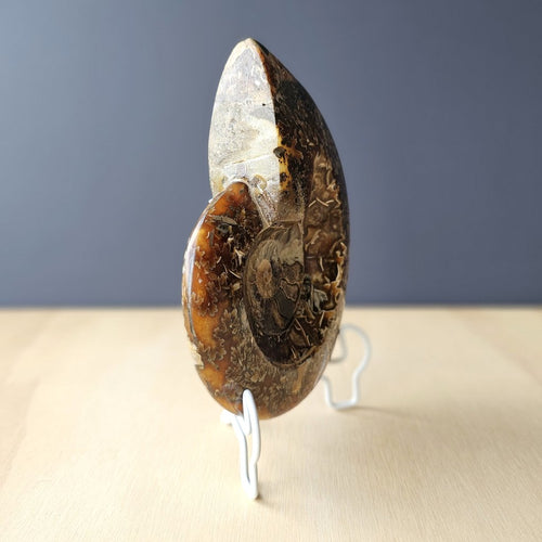 Ammonite Cleoniceras Fossil | Purple Haze