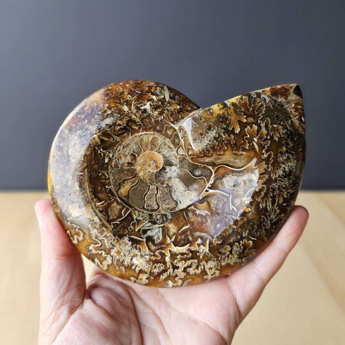 Ammonite Cleoniceras Fossil | Purple Haze