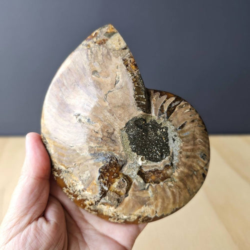 Ammonite Cleoniceras Fossil | Purple Haze