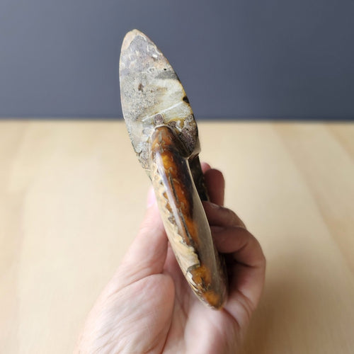 Ammonite Cleoniceras Fossil | Purple Haze