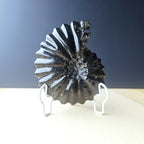 Black Ammonite Fossil | Ancient Prosperity