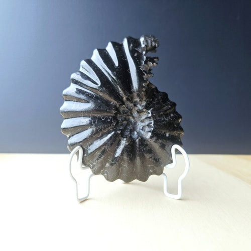 Black Ammonite Fossil | Ancient Prosperity