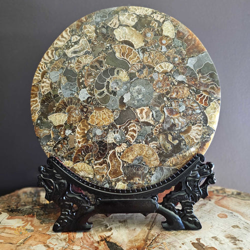 Ammonite Fossil Plate With Carved Stand