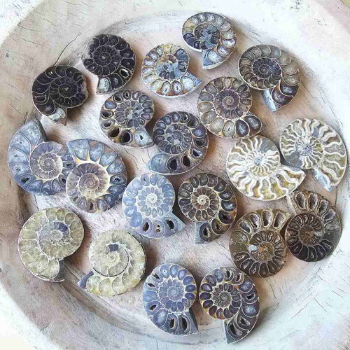 Ammonite Fossil Sliced Pairs | Paired Through Time