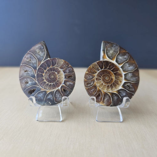 Ammonite Fossil Sliced Pairs | Paired Through Time
