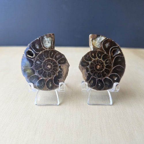 Ammonite Fossil Sliced Pairs | Paired Through Time