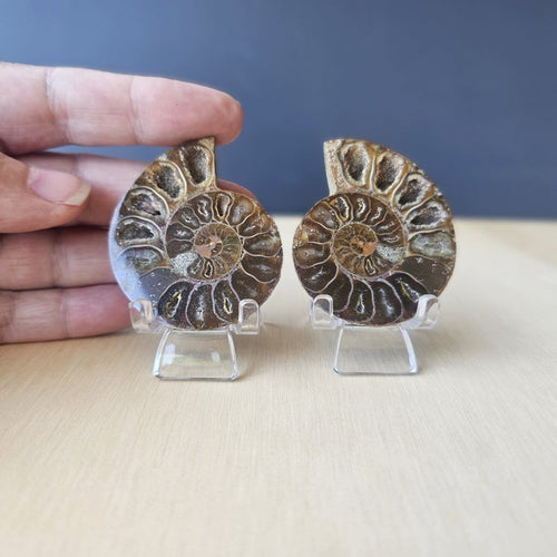 Ammonite Fossil Sliced Pairs | Paired Through Time