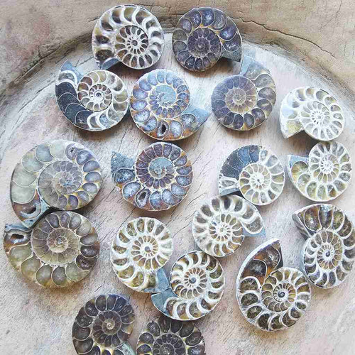 Ammonite Fossil Sliced Pairs | The Ancient Union