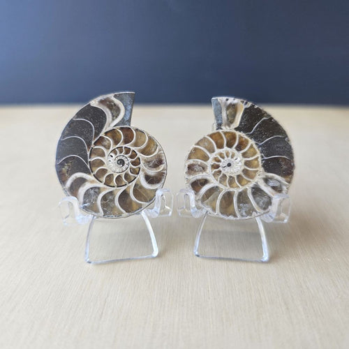 Ammonite Fossil Sliced Pairs | The Ancient Union