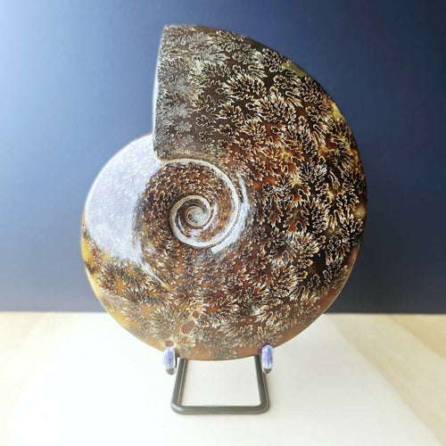 Ammonite Fossil | The Ocean Archive