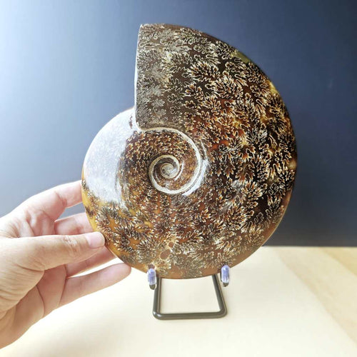 Ammonite Fossil | The Ocean Archive
