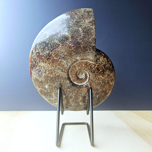 Ammonite Fossil | The Ocean Archive