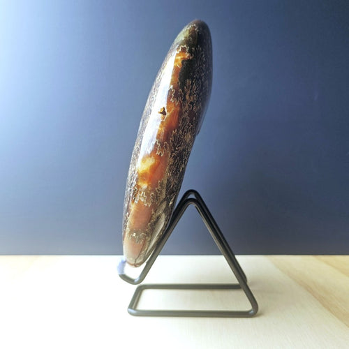 Ammonite Fossil | The Ocean Archive