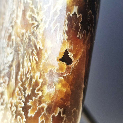 Ammonite Fossil | The Ocean Archive