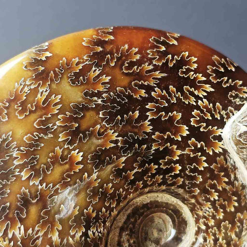 Ammonite Fossil | The Ocean Archive