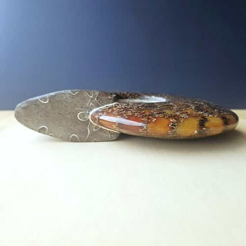 Ammonite Fossil | The Ocean Archive