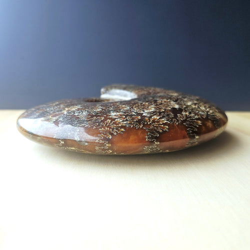 Ammonite Fossil | The Ocean Archive