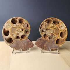 Ammonite Fossil pair | Ancient Eternal Spiral