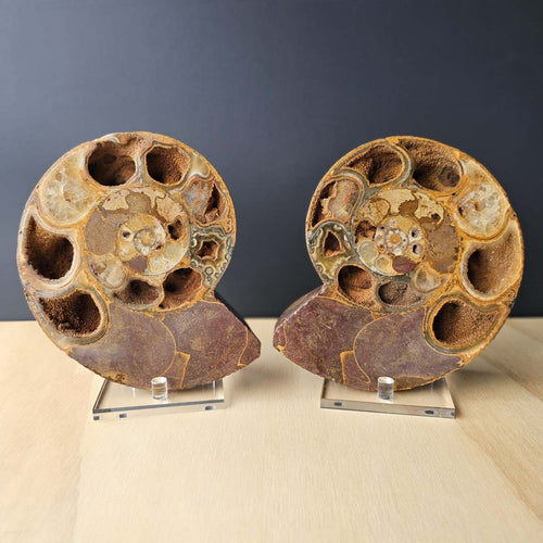 Ammonite Fossil pair | Ancient Eternal Spiral