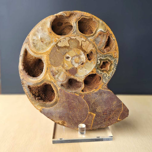 Ammonite Fossil pair | Ancient Eternal Spiral