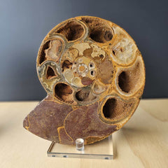 Ammonite Fossil pair | Ancient Eternal Spiral