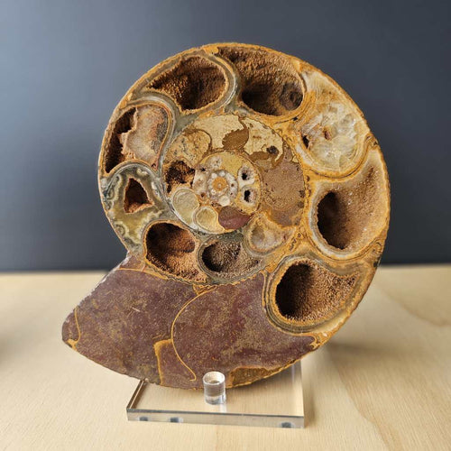 Ammonite Fossil pair | Ancient Eternal Spiral