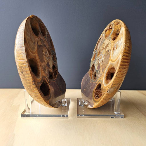 Ammonite Fossil pair | Ancient Eternal Spiral