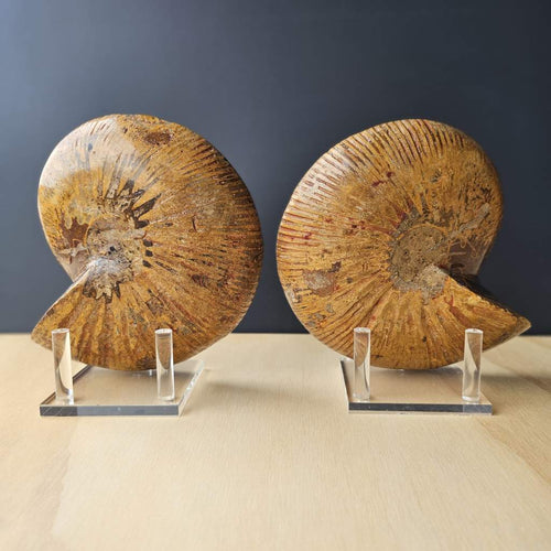 Ammonite Fossil pair | Ancient Eternal Spiral