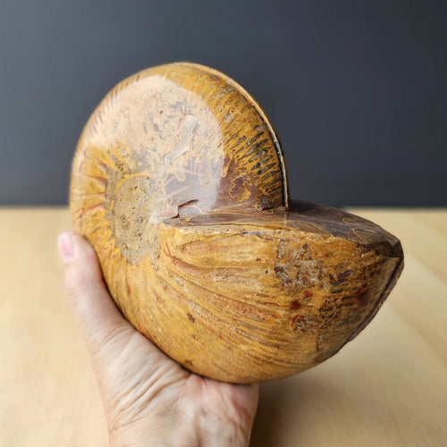 Ammonite Fossil pair | Ancient Eternal Spiral