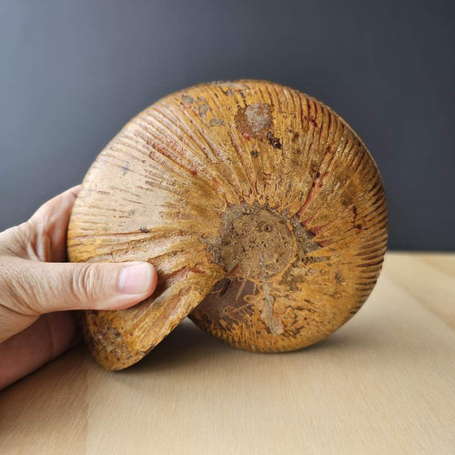Ammonite Fossil pair | Ancient Eternal Spiral