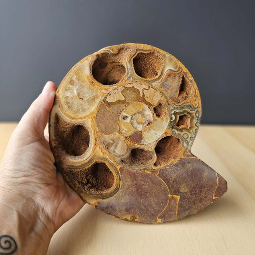 Ammonite Fossil pair | Ancient Eternal Spiral