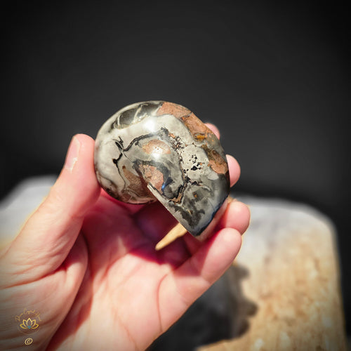 Ammonite | Nautilus Fossil 160gms