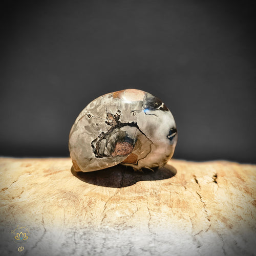 Ammonite | Nautilus Fossil 160gms
