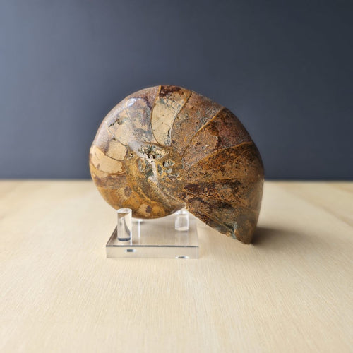 Ammonite Nautilus Fossil | Amber Tide