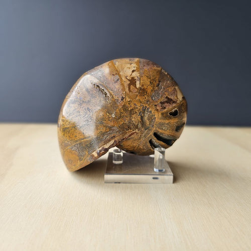 Ammonite Nautilus Fossil | Amber Tide