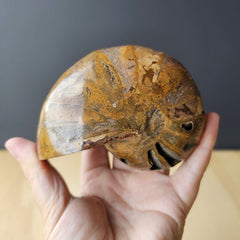 Ammonite Nautilus Fossil | Amber Tide
